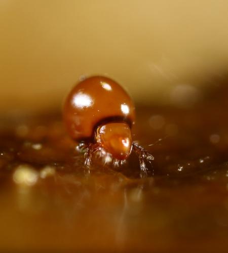 Réf. 298 179 : Phthiracarus sp.